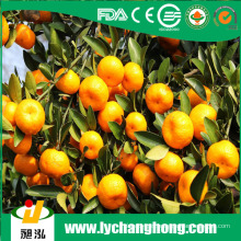 Fresco de Nanfeng China miel Mandarina de China de China Exportador de Frutas